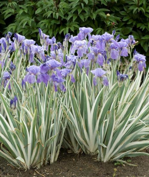 Variegated Japanese Iris Iris ensata Variegata from Pender Nursery
