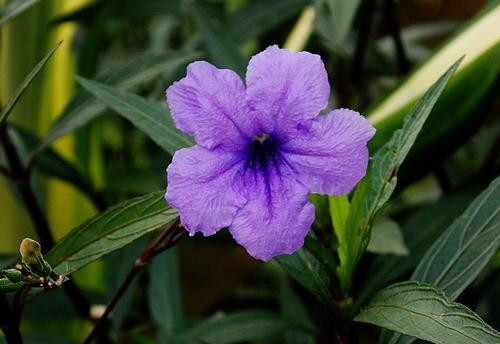 Purple Showers Mexican Petunia Ruellia brittoniana Purple Showers from Pender Nursery