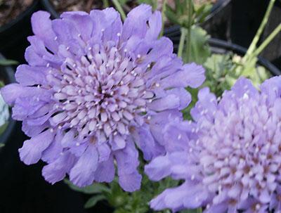 Butterfly Blue Pincushion Flower Scabiosa columbaria Butterfly Blue from Pender Nursery