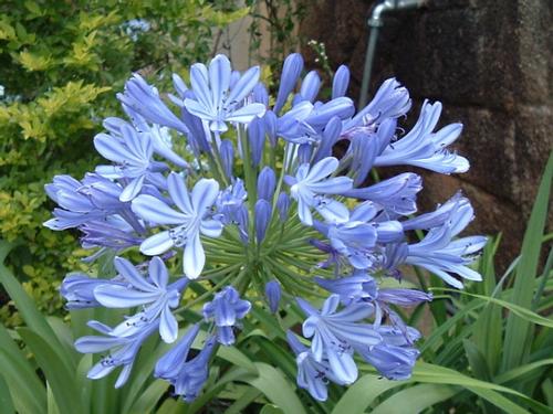 Lily of the Nile Agapanthus africanus from Pender Nursery