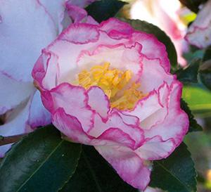 October Magic® Inspiration™ Camellia Camellia sasanqua Inspiration™ PP#20566 from Pender Nursery