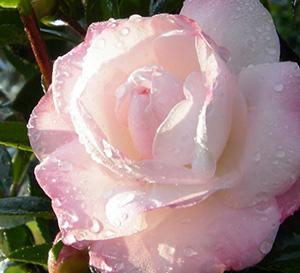October Magic® Dawn™ Camellia Camellia sasanqua Dawn™ PP#20453 from Pender Nursery