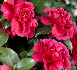 October Magic® Ruby™ Camellia Camellia sasanqua Ruby™ PP#24538 from Pender Nursery