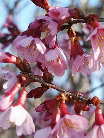 Okame Flowering Cherry Prunus x 'Okame' from Pender Nursery