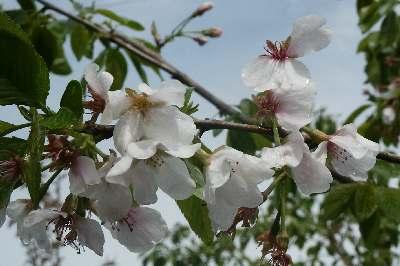 Yoshino Cherry Prunus x yedoensis from Pender Nursery