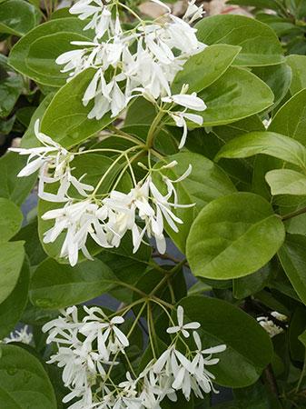 Chinese Fringetree Chionanthus retusus from Pender Nursery