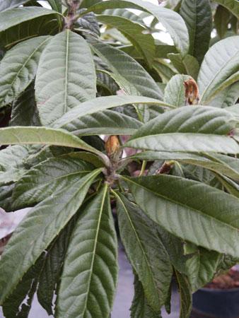 Loquat Eriobotrya japonica from Pender Nursery