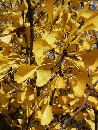 Autumn Gold Ginkgo Ginkgo biloba Autumn Gold from Pender Nursery