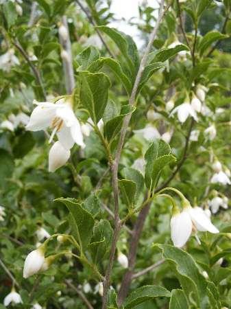 Japanese Snowbell Styrax japonicus from Pender Nursery
