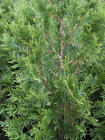Green Giant Western Arborvitae Thuja plicata 'Green Giant' from Pender Nursery