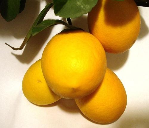 Meyer Lemon Citrus x limon 'Meyer' from Pender Nursery