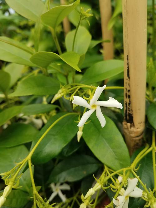Confederate Jasmine Trachelospermum jasminoides from Pender Nursery