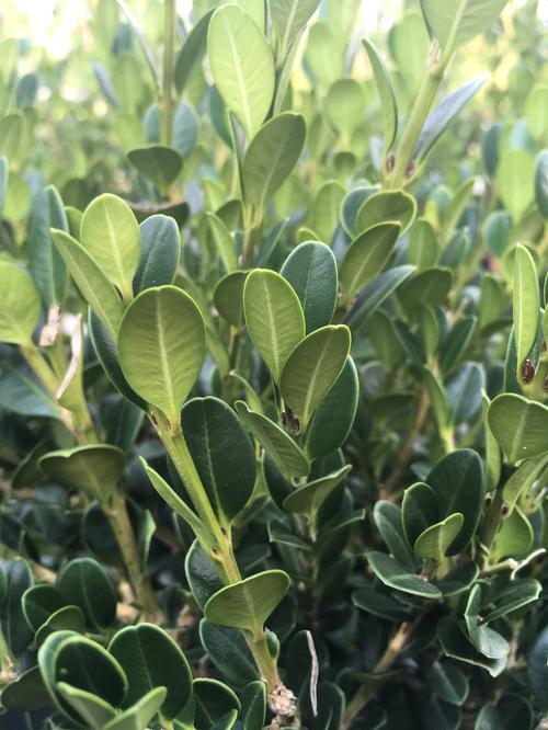 Wintergreen Littleleaf Boxwood Buxus microphylla 'Wintergreen' from Pender Nursery