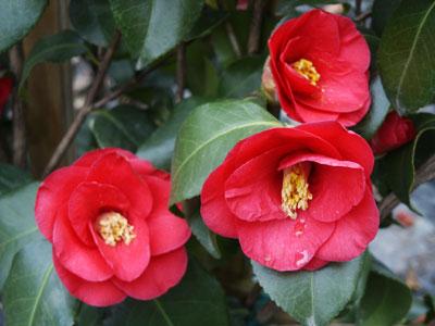 Greensboro Red Spring Blooming Camellia Camellia japonica 'Greensboro Red' from Pender Nursery