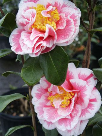 Herme Spring Blooming Camellia Camellia japonica Herme from Pender Nursery