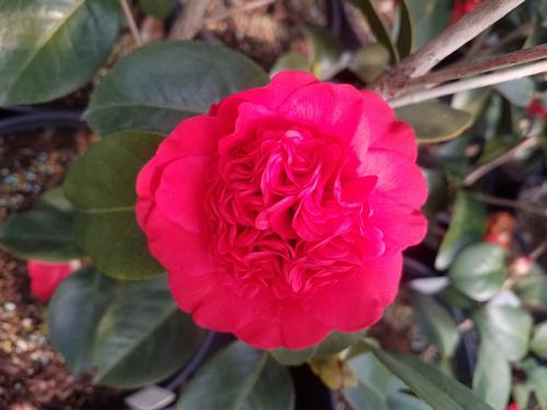 Professor Sargent Spring Blooming Camellia Camellia japonica 'Professor Sargent' from Pender Nursery