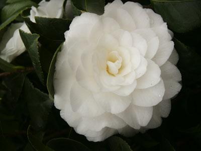 White by the Gate Spring Blooming Camellia Camellia japonica 'White by the Gate' from Pender Nursery