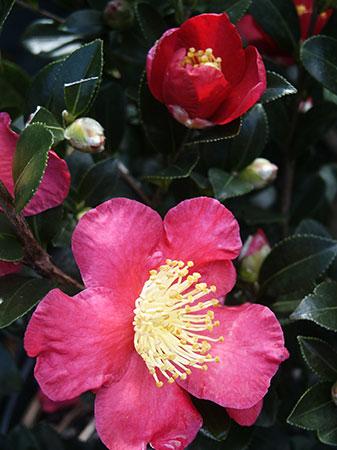 Yuletide Fall Blooming Camellia Camellia sasanqua 'Yuletide' from Pender Nursery
