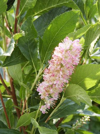 Ruby Spice Summersweet Clethra Clethra alnifolia Ruby Spice from Pender Nursery