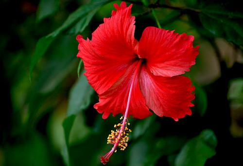 Red Tropical Hibiscus Hibiscus / Red from Pender Nursery