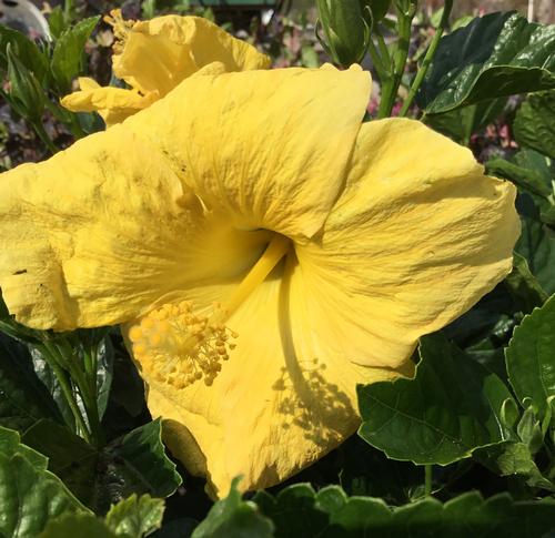 Yellow Tropical Hibiscus Hibiscus / Yellow from Pender Nursery