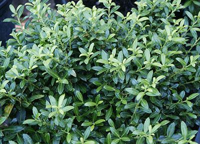 Soft Touch Japanese Holly Ilex crenata 'Soft Touch' from Pender Nursery