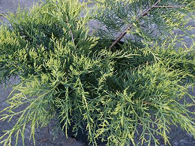 (Juniper) Juniperus chinensis 'Saybrook Gold' from Pender Nursery