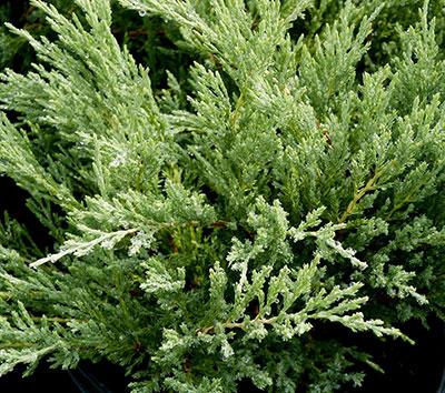 Sargent's Juniper Juniperus chinensis var. sargentii from Pender Nursery