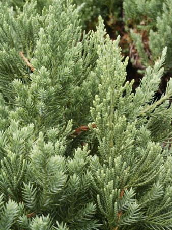 Parson's Juniper Juniperus chinensis 'Parsonii' from Pender Nursery