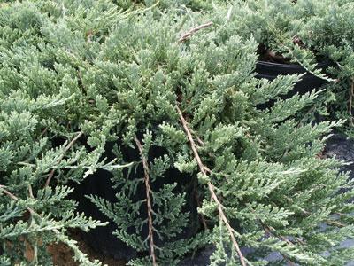 Blue Rug Juniper Juniperus horizontalis 'Wiltonii' from Pender Nursery