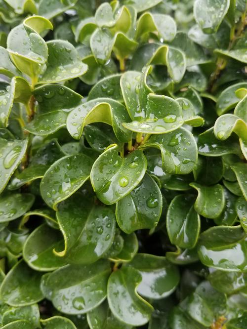 Curly Leaf Privet Ligustrum japonicum 'Rotundifolium' from Pender Nursery