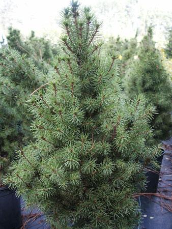 Dwarf Alberta Spruce Picea glauca Conica from Pender Nursery