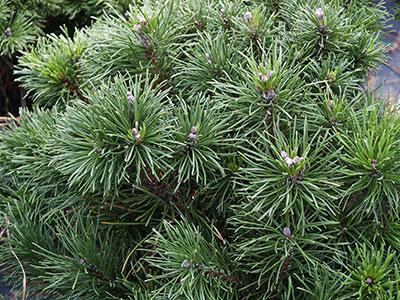 Mugo Pine Pinus mugo var. pumilio from Pender Nursery