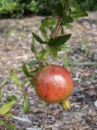 Pomegranate Punica granatum from Pender Nursery