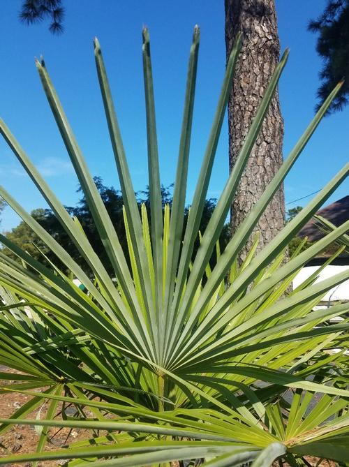 Windmill Palm Trachycarpus fortunei from Pender Nursery
