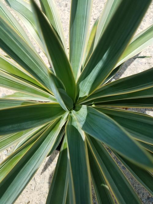 Variegated Yucca Yucca gloriosa 'Variegata' from Pender Nursery