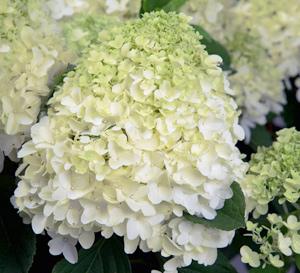 White Wedding® Hydrangea Hydrangea paniculata White Wedding® PP#28973 from Pender Nursery