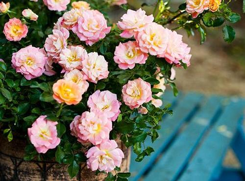 Drift® Peach Rose Rosa Peach Drift® PP#18542 from Pender Nursery