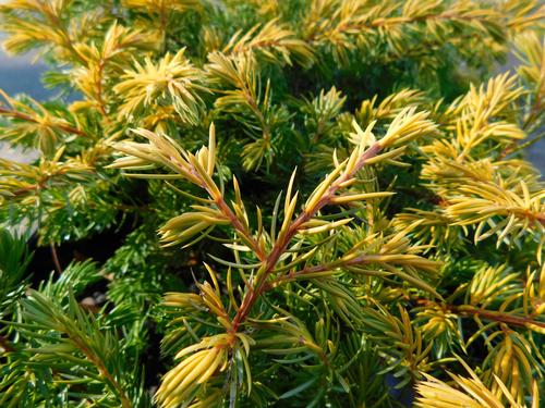 All Gold Shore Juniper Juniperus conferta All Gold from Pender Nursery
