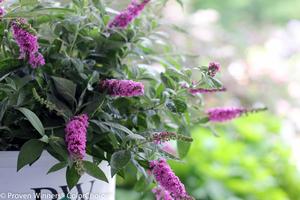 Pink Micro Chip Butterfly Bush Buddleia 'Pink Micro Chip' PP#26547 from Pender Nursery