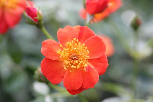 Oso Easy® Hot Paprika® Rose Rosa Hot Paprika® PP#30383 from Pender Nursery