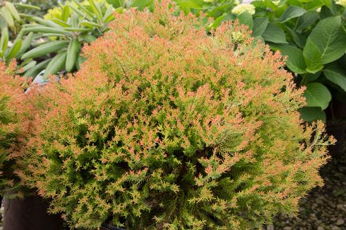 Fire Chief™ Arborvitae Thuja occidentalis Fire Chief™ PP#19009 from Pender Nursery