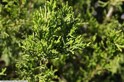 Brodie Eastern Red Cedar Juniperus virginiana Brodie from Pender Nursery