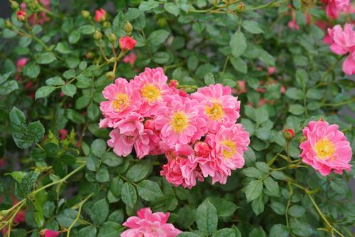 Oso Easy® Pink Double Rose Rosa Pink Double PPAF from Pender Nursery