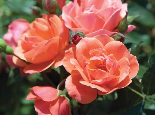 Coral Knock Out® Rose Rosa Coral Knock Out® PP#19803 from Pender Nursery