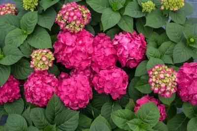 Endless Summer® Summer Crush® Bigleaf Hydrangea Hydrangea macrophylla Summer Crush® PP#30359 from Pender Nursery
