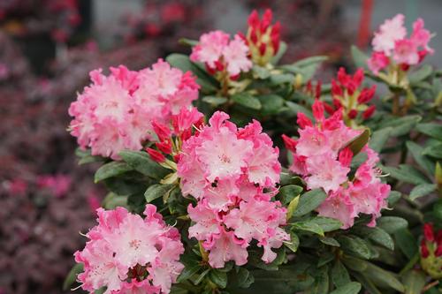 Dandy Man Color Wheel® Rhododendron Rhododendron x Dandy Man Color Wheel® PP#31150 from Pender Nursery