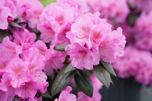 Black Hat™ Rhododendron Rhododendron x Black Hat™ PP#31898 from Pender Nursery