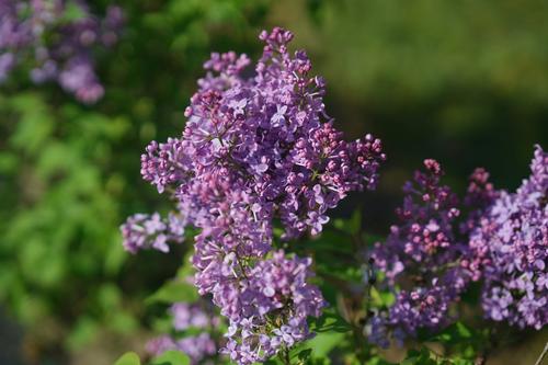 Scentara Pura® Lilac Syringa x hyacinthiflora Scentara Pura® PP#31119 from Pender Nursery