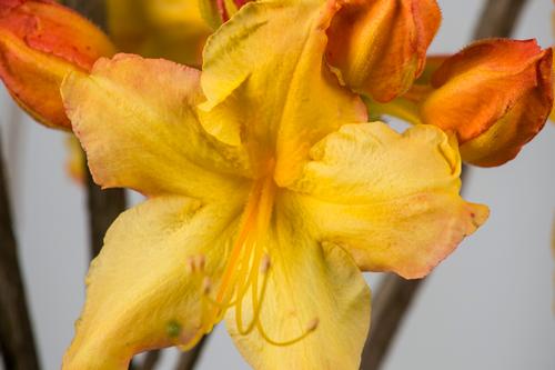 Solar Flare™ Sunbow® Deciduous Azalea Rhododendron Sunbow® Solar Flare™ PP#27083 from Pender Nursery